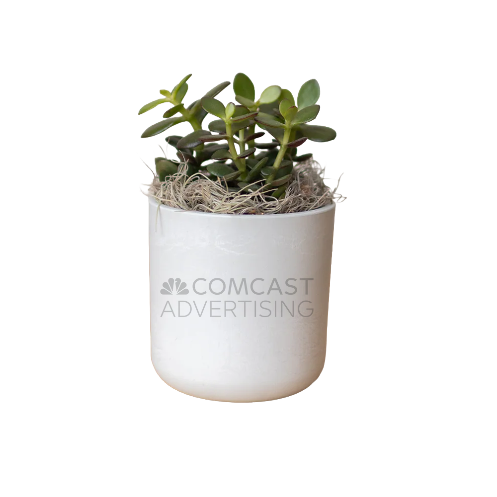 Comcast Advertising Large Desk Plant
