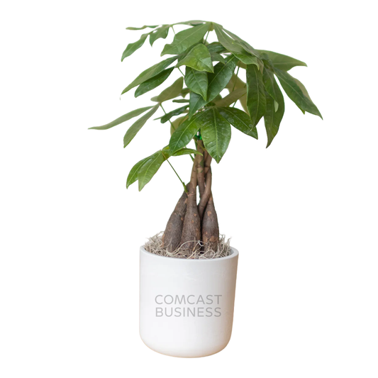 Comcast Business Large Desk Plant