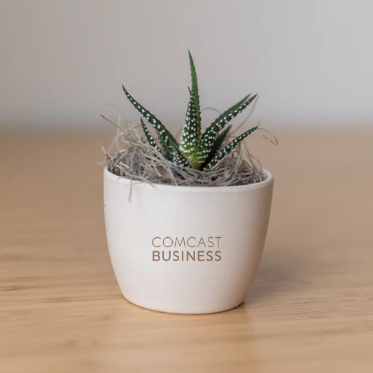 Comcast Business Miniature Desk Plant - Zebra Succulent