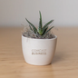 Comcast Business Miniature Desk Plant - Zebra Succulent