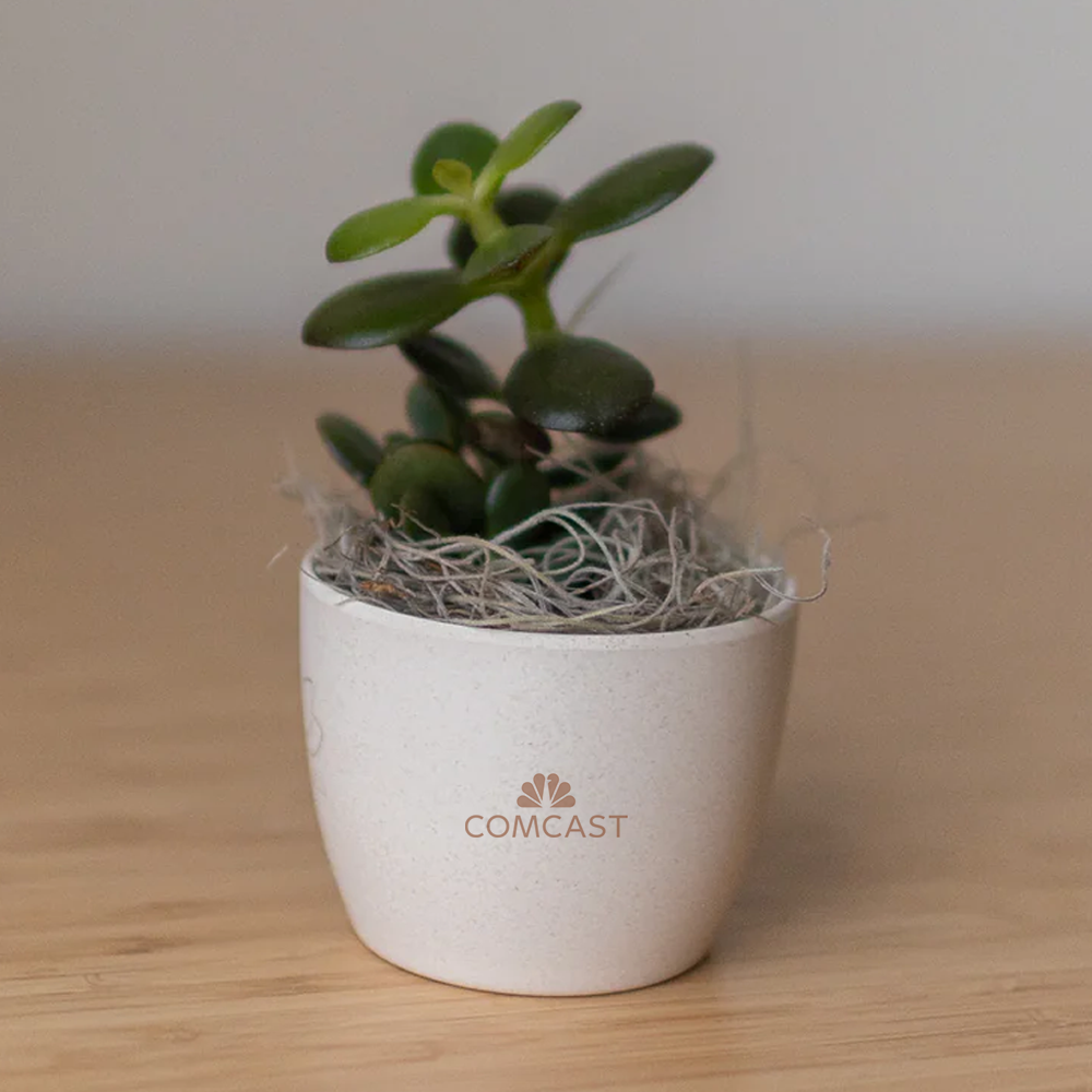 Comcast Miniature Desk Plant - Jade
