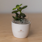 Comcast Miniature Desk Plant - Jade