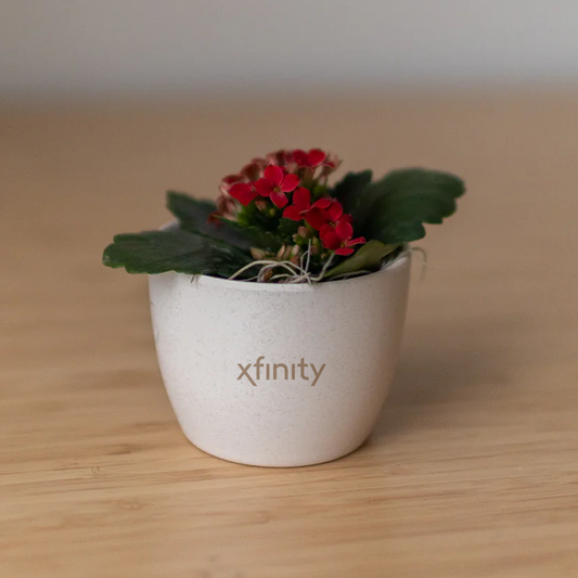 Xfinity Miniature Desk Plant - Blooming Kalanchoe