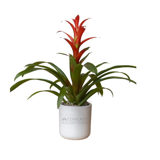 Comcast Advertising Large Desk Plant