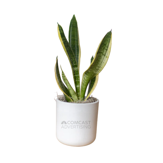 Comcast Advertising Large Desk Plant