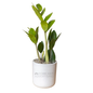 Comcast Advertising Large Desk Plant