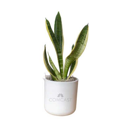 Comcast Large Desk Plant