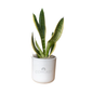 Comcast Large Desk Plant