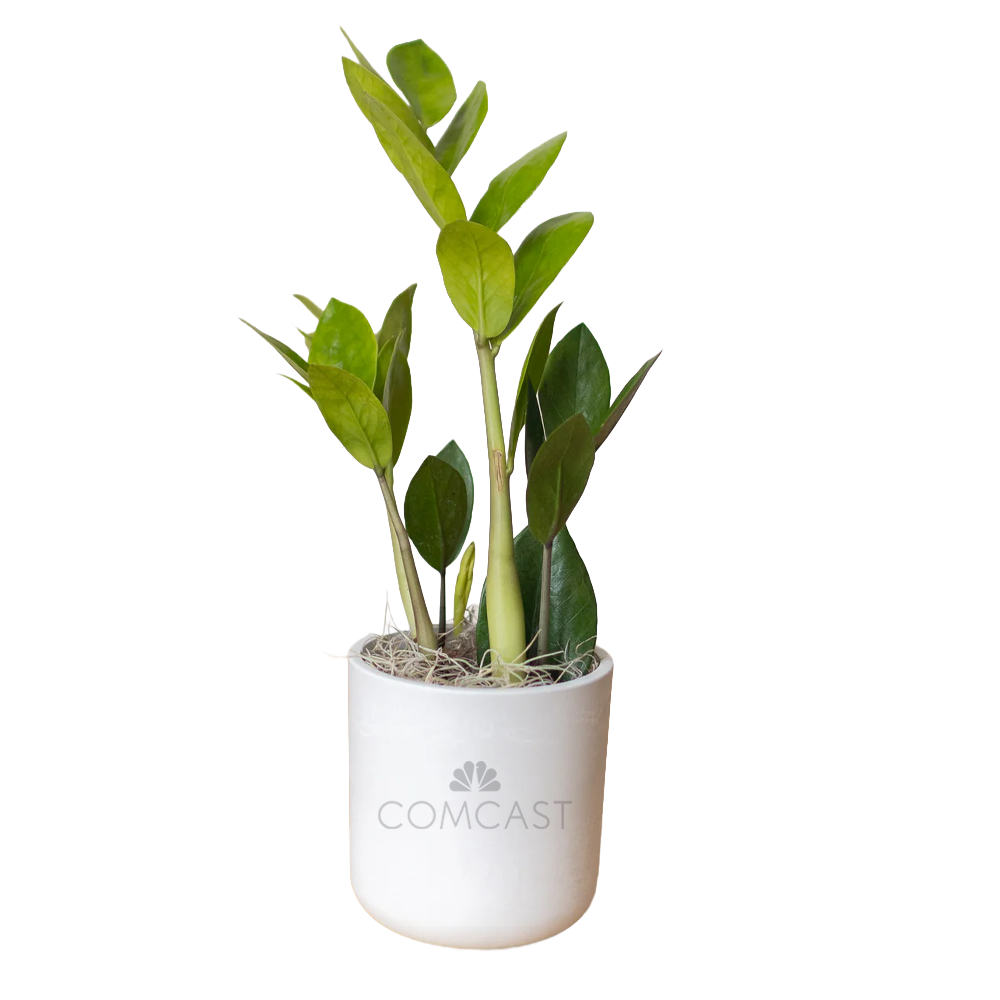 Comcast Large Desk Plant