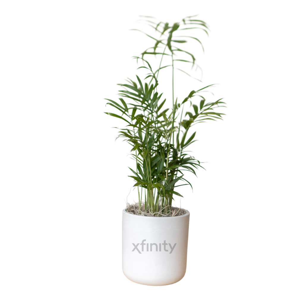 Xfinity Large Desk Plant