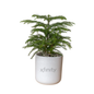 Xfinity Large Desk Plant
