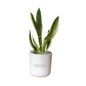 Xfinity Large Desk Plant