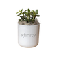 Xfinity Large Desk Plant